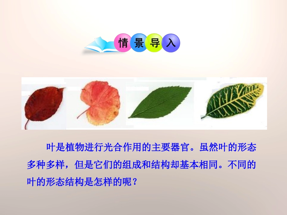 《光合作用》PPT课件[北师大版七年级生物上册]_第2页