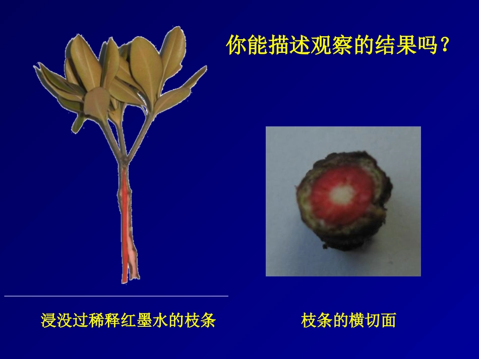 《运输作用》PPT课件[北师大版七年级生物上册]_第3页