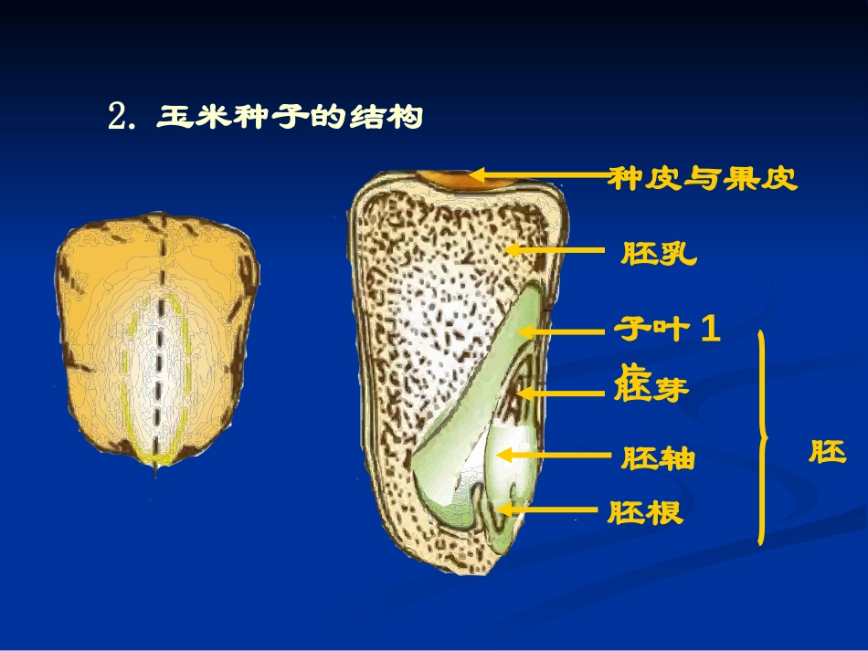《种子萌发形成幼苗》PPT课件[北师大版七年级生物上册]_第2页