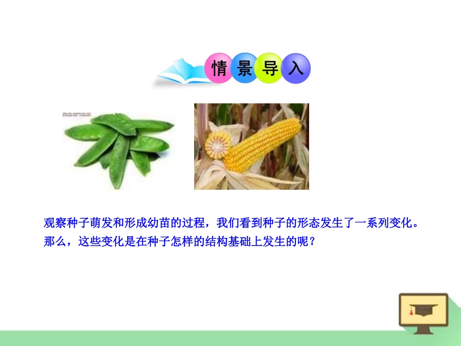 《种子萌发形成幼苗》PPT课件[北师大版七年级生物上册]_第2页