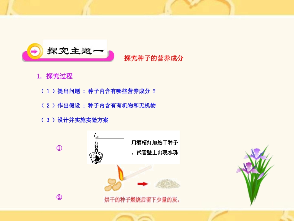 《种子萌发形成幼苗》PPT课件[北师大版七年级生物上册]_第3页