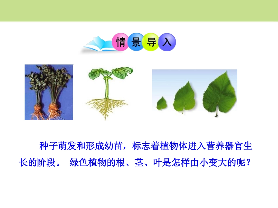 《营养器官的生长》PPT课件[北师大版七年级生物上册]_第2页