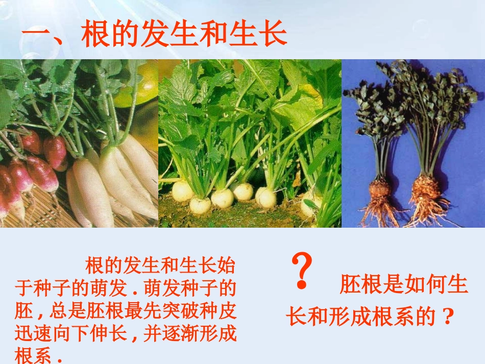 《营养器官的生长》PPT课件[北师大版七年级生物上册]_第2页