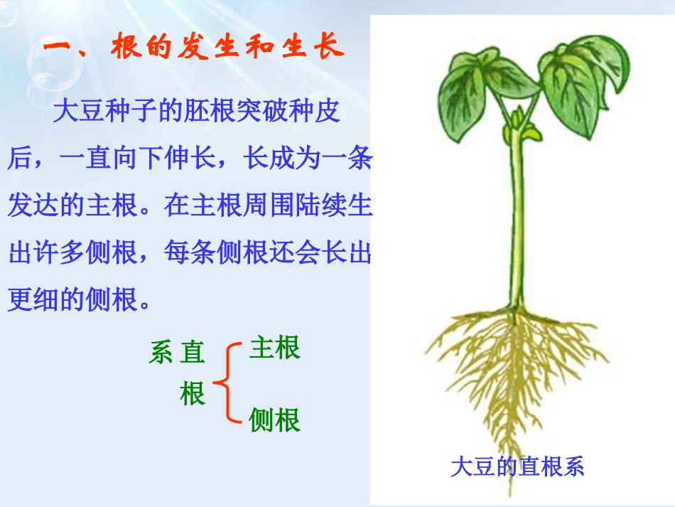 《营养器官的生长》PPT课件[北师大版七年级生物上册]_第3页