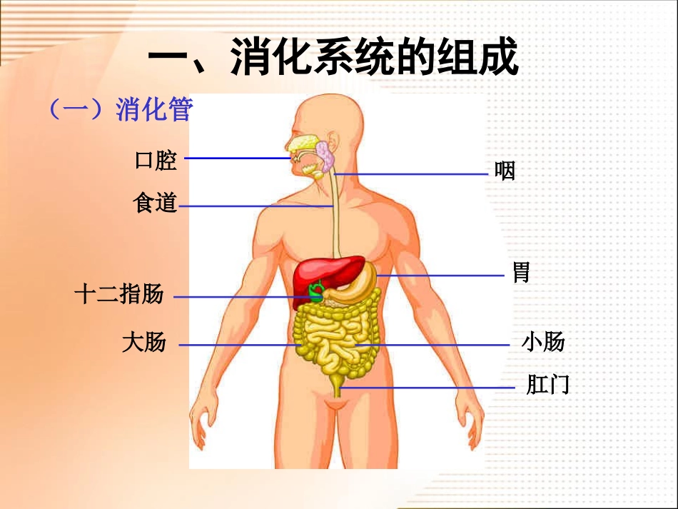 《食物的消化和营养物质的吸收》PPT课件[北师大版七年级生物]_第2页