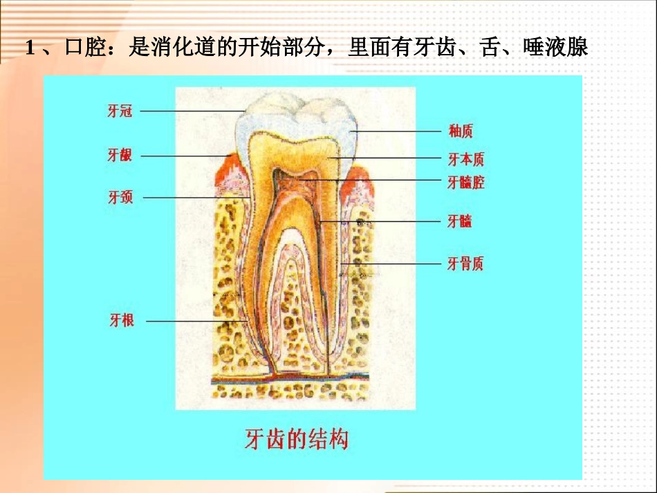 《食物的消化和营养物质的吸收》PPT课件[北师大版七年级生物]_第3页