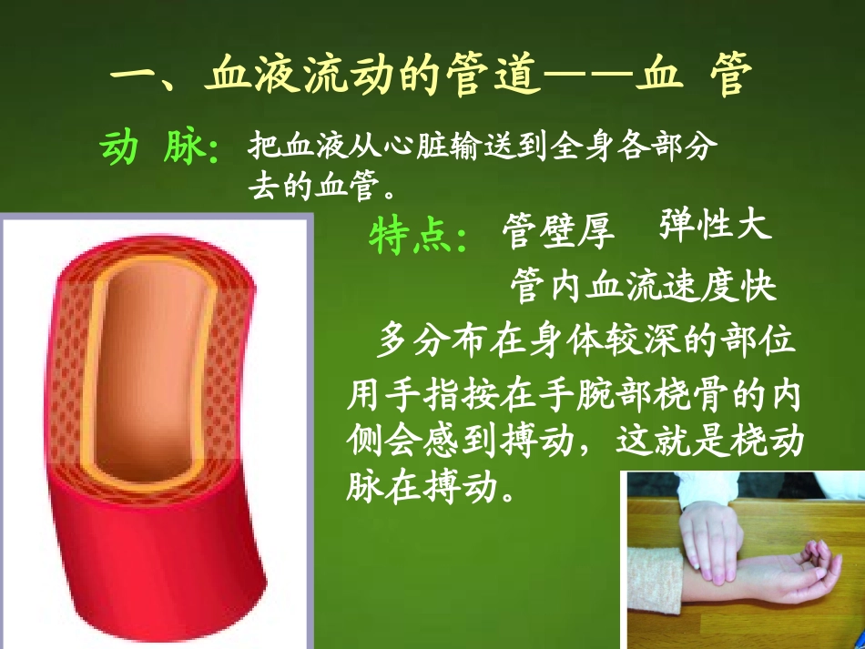 《血液循环》PPT课件[北师大版七年级生物下册]_第2页