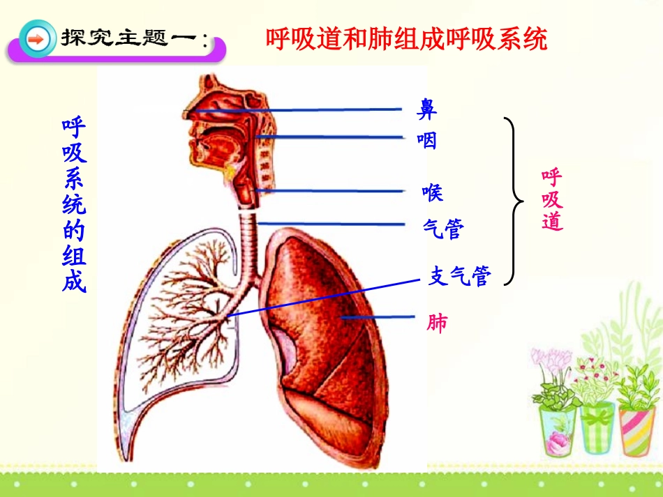 《人体细胞获得氧气的过程》PPT课件[北师大版七年级生物]_第3页