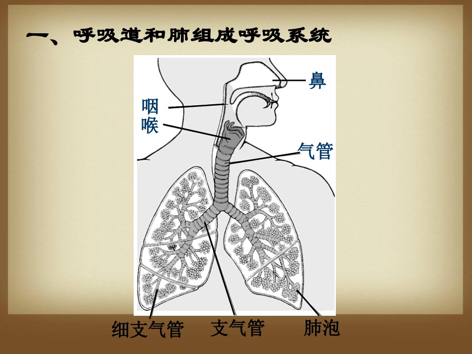 《人体细胞获得氧气的过程》PPT课件[北师大版七年级生物]_第1页