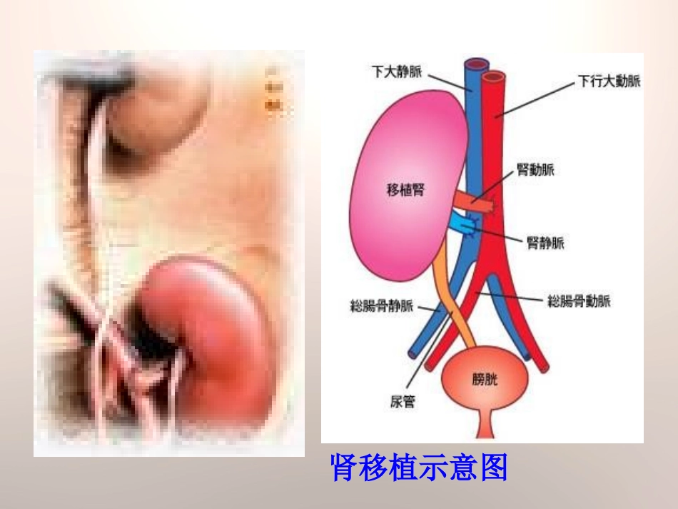《尿的形成与排出》PPT课件[北师大版七年级生物下册]_第3页