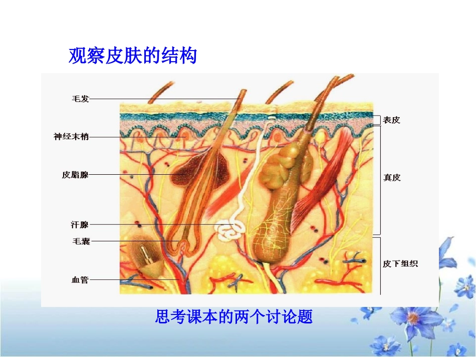 《皮肤与汗液分泌》PPT课件[北师大版七年级生物下册]_第3页