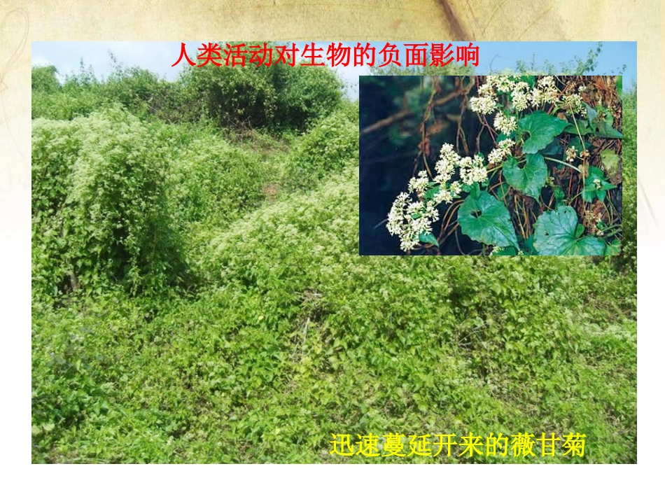 《人类活动对生物圈的影响》PPT课件[北师大版七年级生物]_第3页