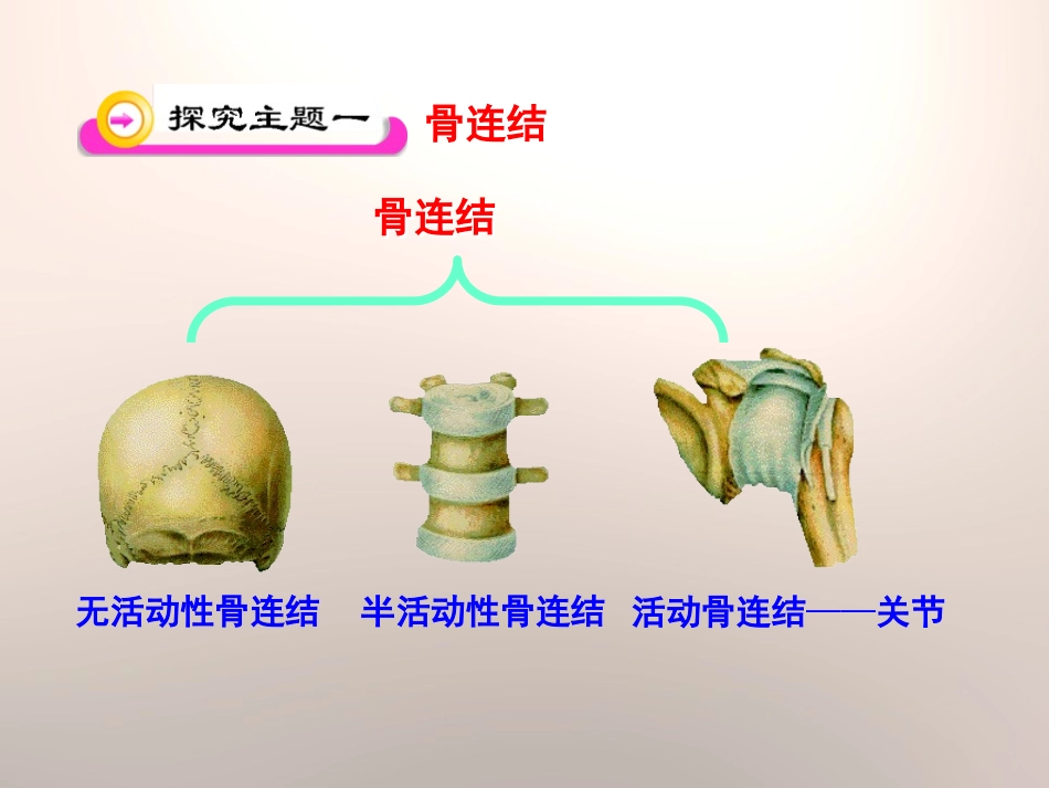 《动物运动的形成》PPT课件[北师大版八年级生物上册]_第3页