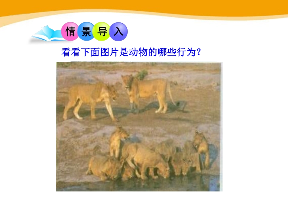 《动物行为的研究》PPT课件[北师大版八年级生物上册]_第2页