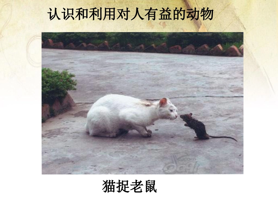 《动物行为的研究》PPT课件[北师大版八年级生物上册]_第3页
