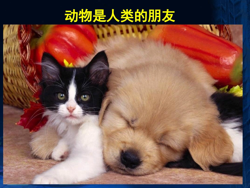 《我国的动物资源及保护》PPT课件[北师大版八年级生物上册]_第2页