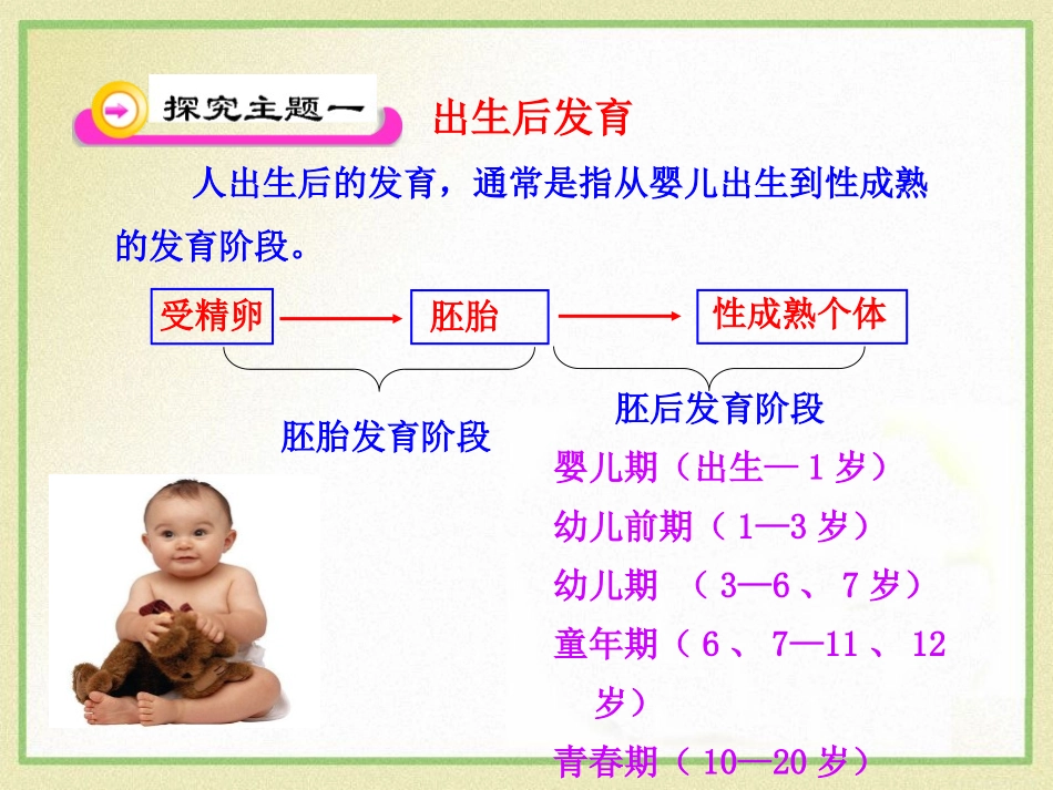 《人的生殖和发育》PPT课件[北师大版八年级生物上册]_第3页