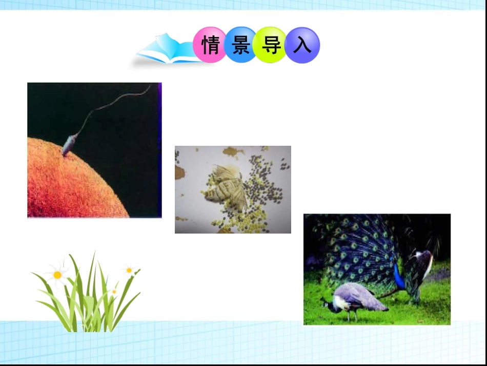 《植物的生殖方式》PPT课件[北师大版八年级生物上册]_第2页