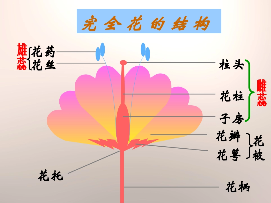 《植物的生殖方式》PPT课件[北师大版八年级生物上册]_第3页