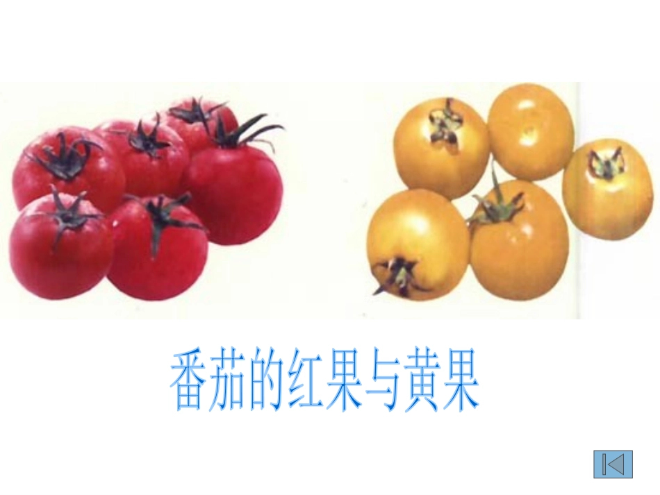 《性状遗传的物质基础》PPT课件[北师大版八年级生物上册]_第3页