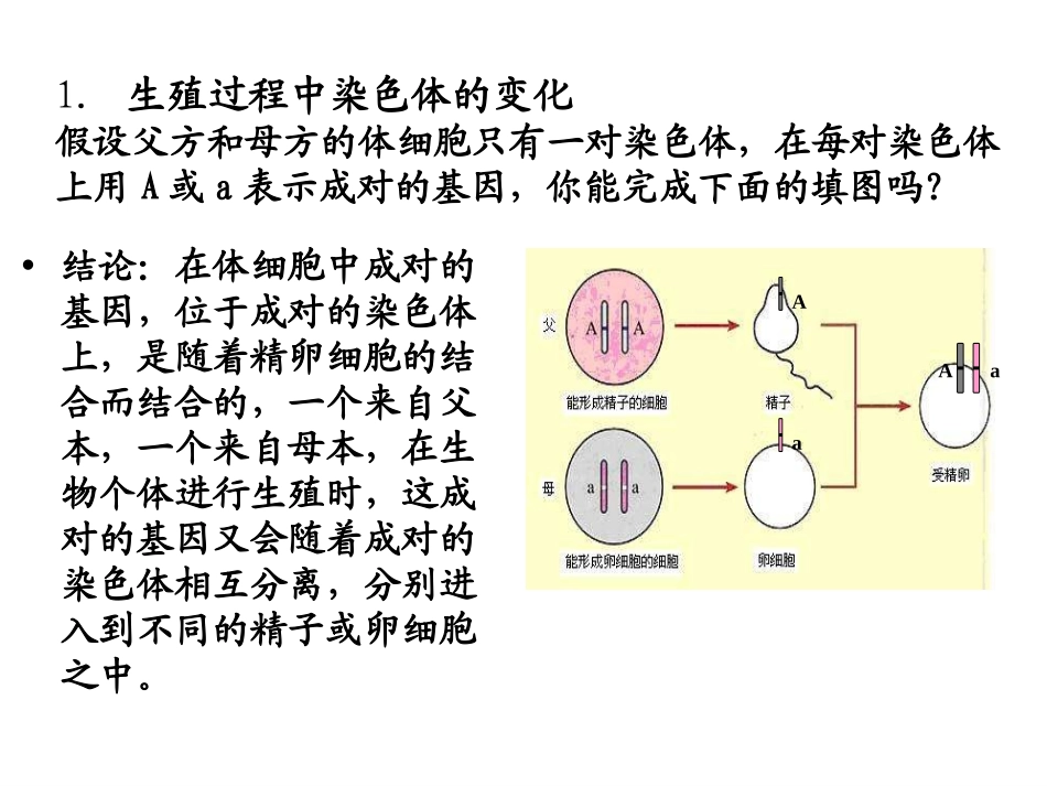 《性别和性别决定》PPT课件[北师大版八年级生物上册]_第3页