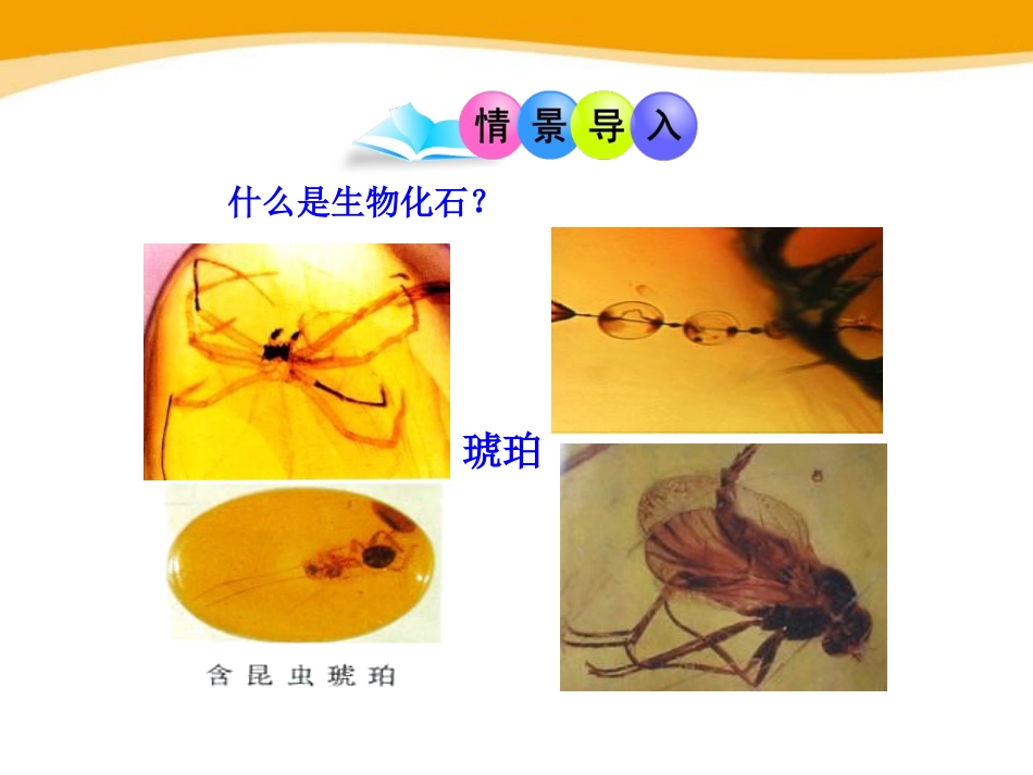 《生物的进化》PPT课件[北师大版八年级生物下册]_第2页