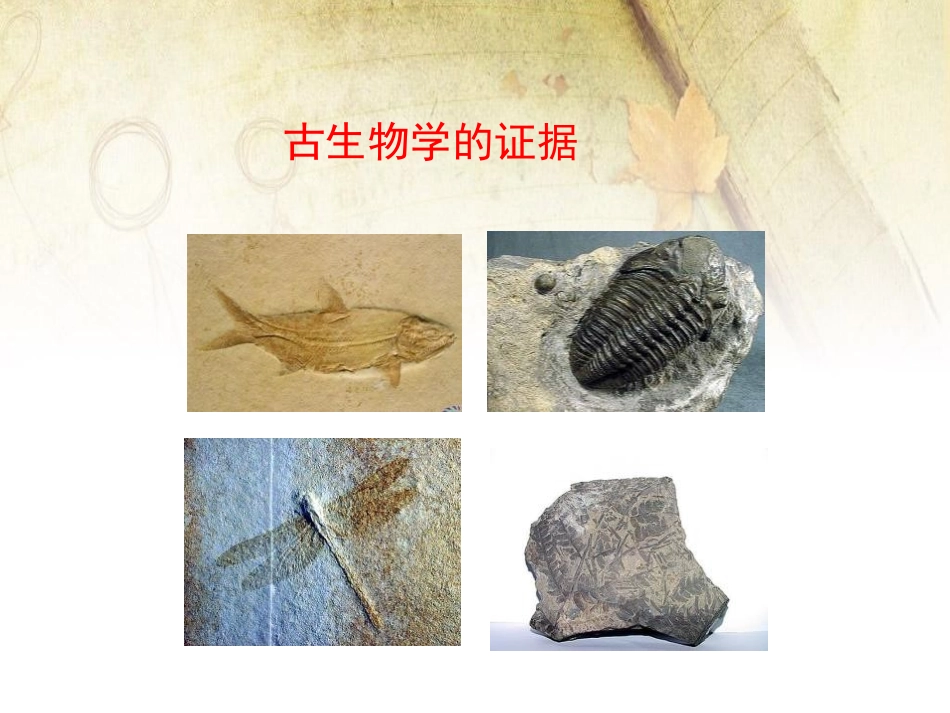《生物的进化》PPT课件[北师大版八年级生物下册]_第2页