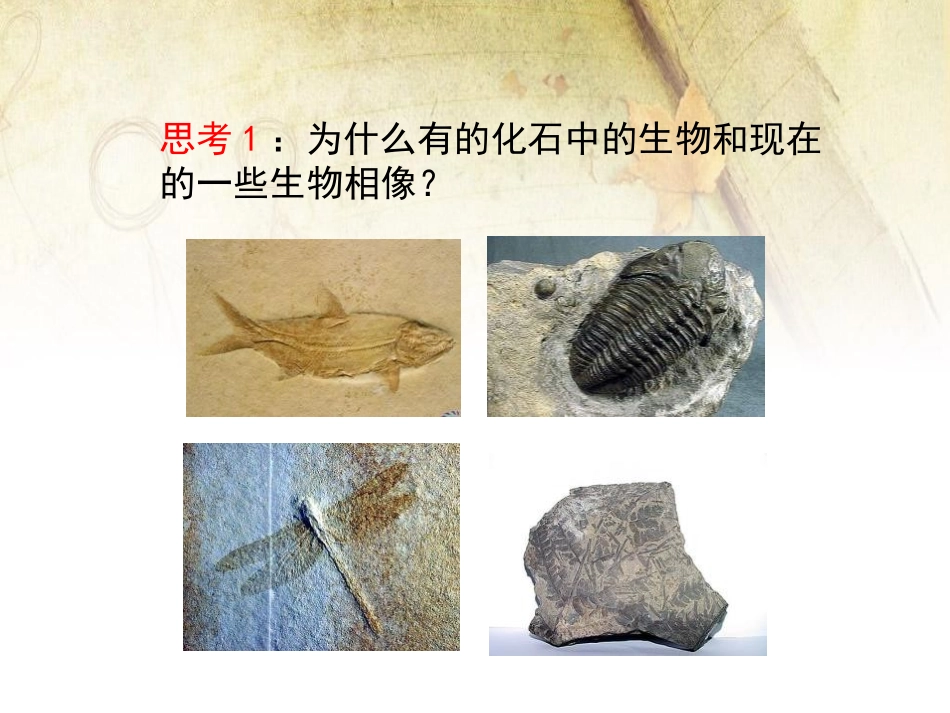 《生物的进化》PPT课件[北师大版八年级生物下册]_第3页