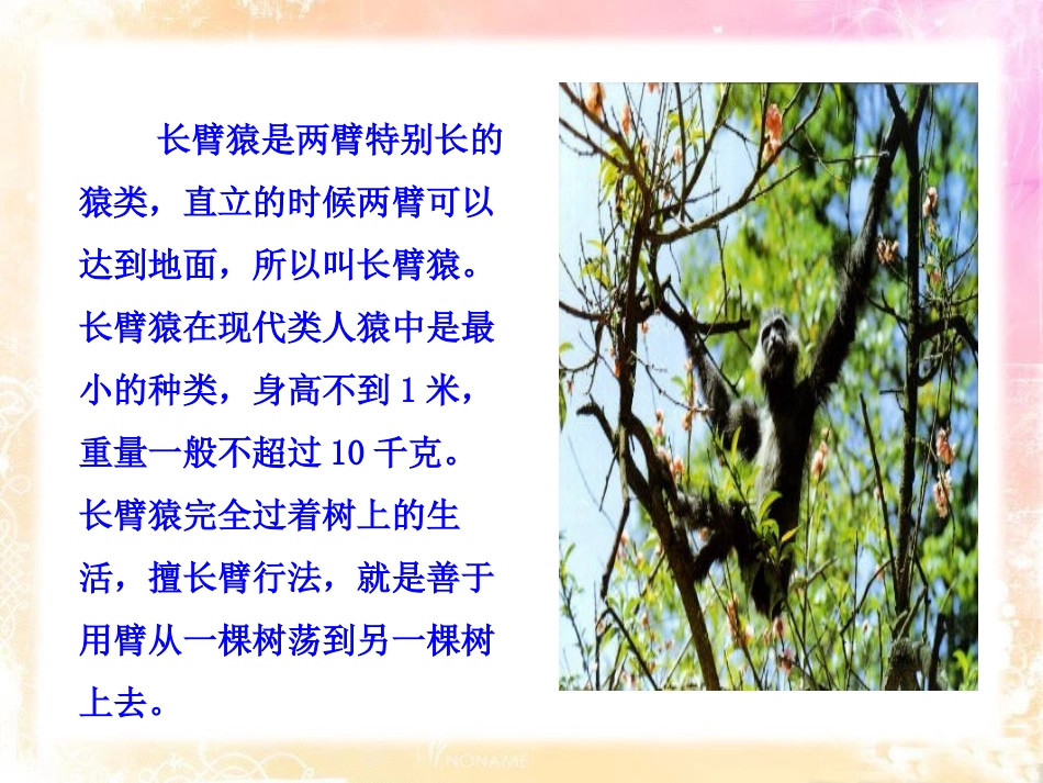 《人类的起源和进化》PPT课件[北师大版八年级生物下册]_第3页