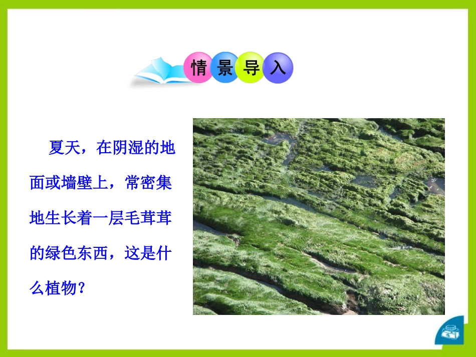 《植物的主要类群》PPT课件[北师大版八年级生物下册]_第2页