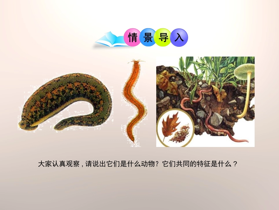 《动物的主要类群》PPT课件[北师大版八年级生物下册]_第2页