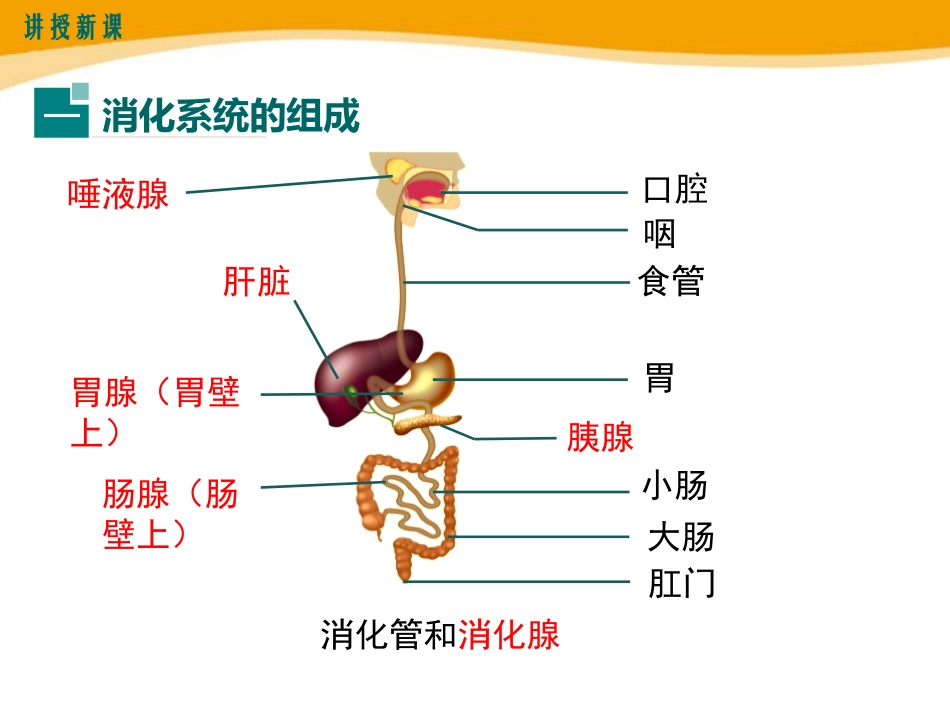 《食物的消化和营养物质的吸收》PPT课件[北师大版七年级生物]_第3页