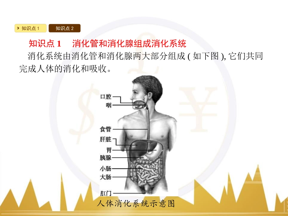 《食物的消化和营养物质的吸收》PPT课件[北师大版七年级生物]_第2页
