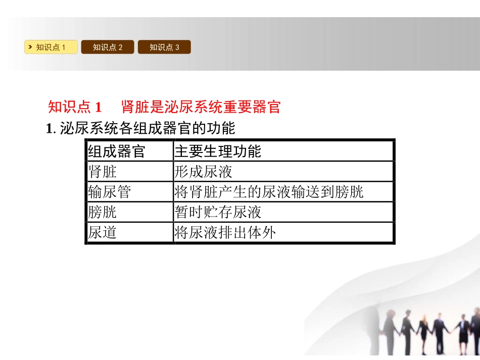 《尿的形成与排出》PPT课件[北师大版七年级生物下册]_第2页