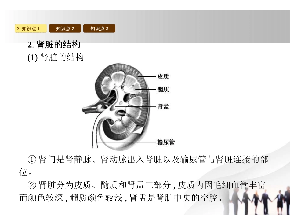 《尿的形成与排出》PPT课件[北师大版七年级生物下册]_第3页