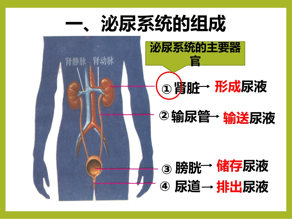《尿的形成与排出》PPT课件[北师大版七年级生物下册]_第3页