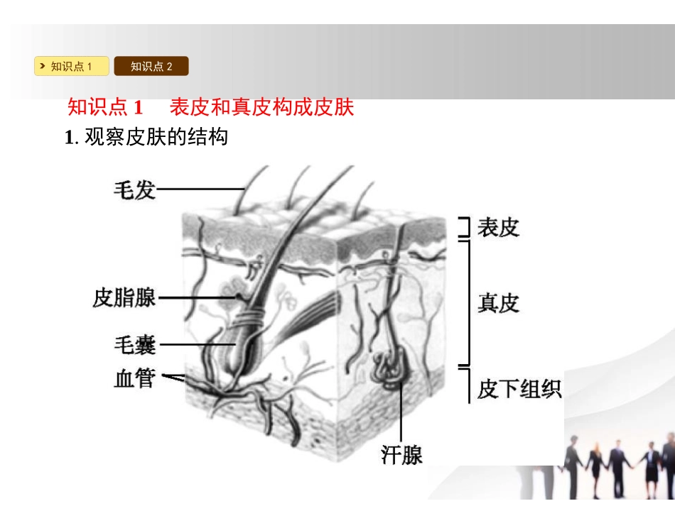 《皮肤与汗液分泌》PPT课件[北师大版七年级生物下册]_第2页