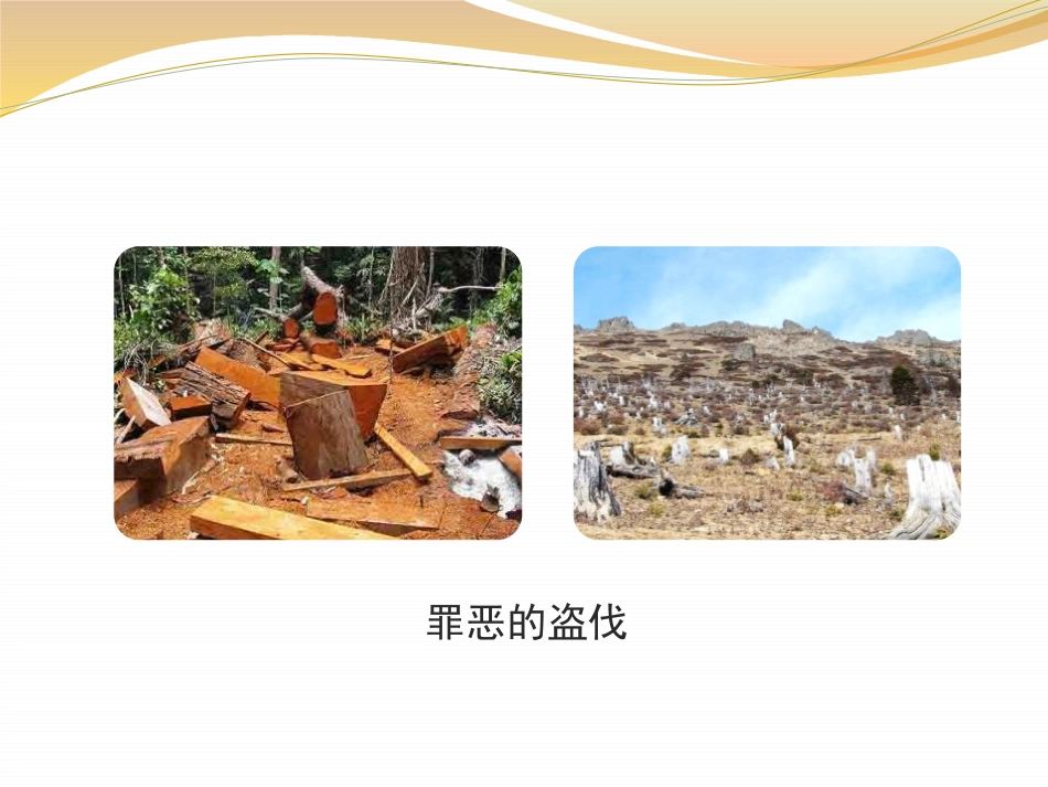 《保护生物圈是全人类的共同义务》PPT课件[北师大版七年级生物]_第3页