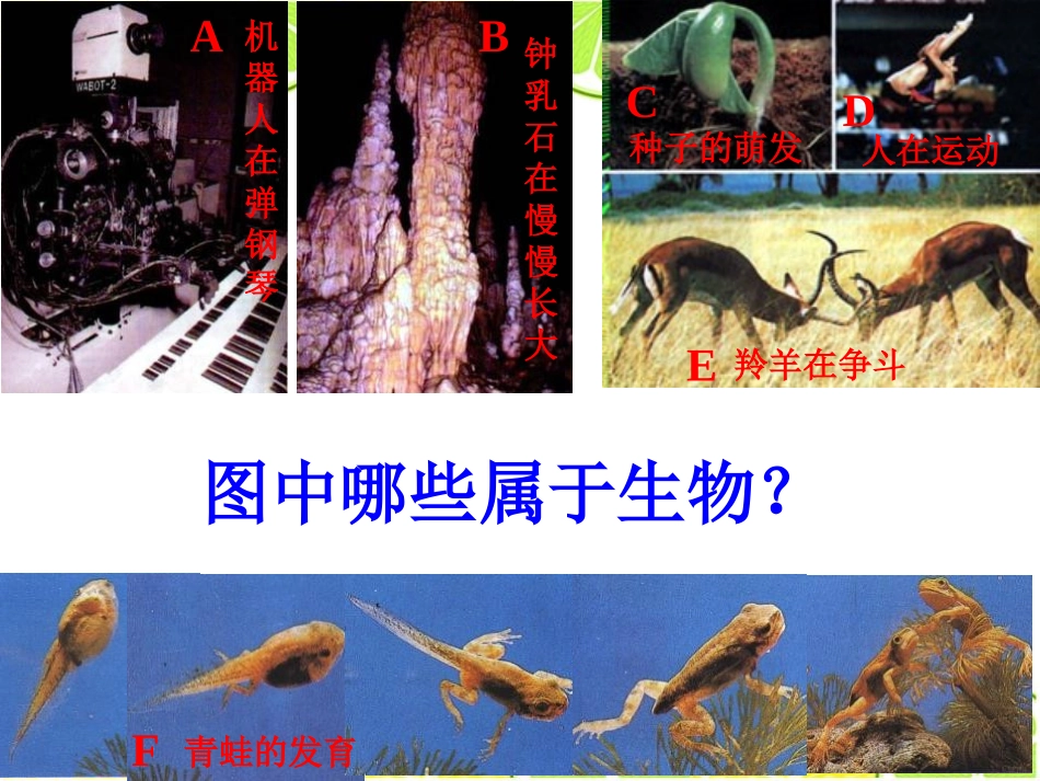 《我们周围的生物》PPT课件[苏教版七年级生物上册]_第1页