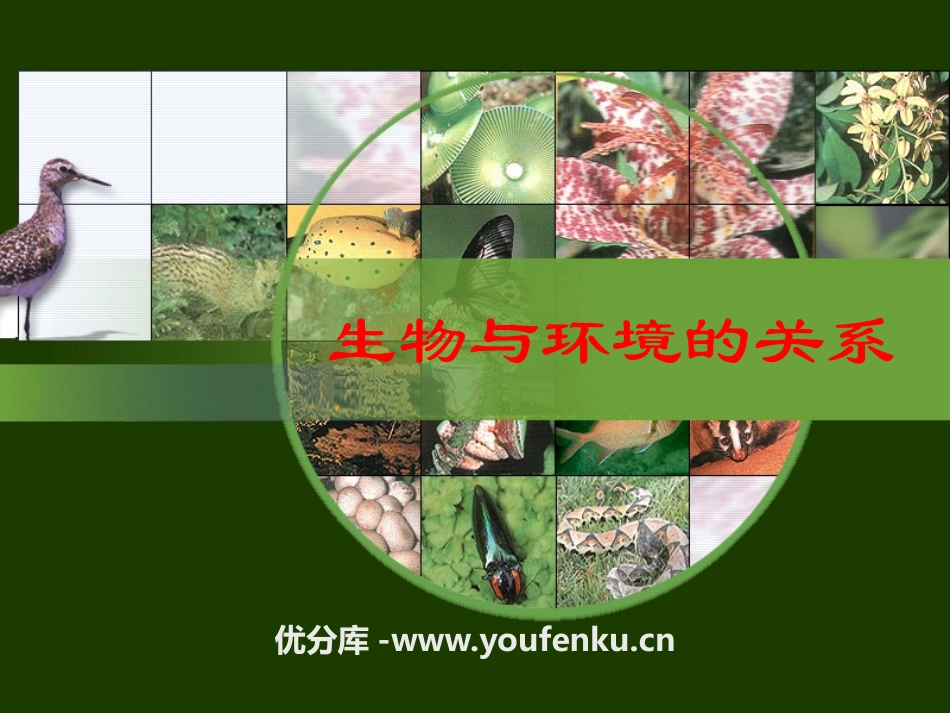 《生物与环境的关系》PPT课件[苏教版七年级生物上册]_第1页