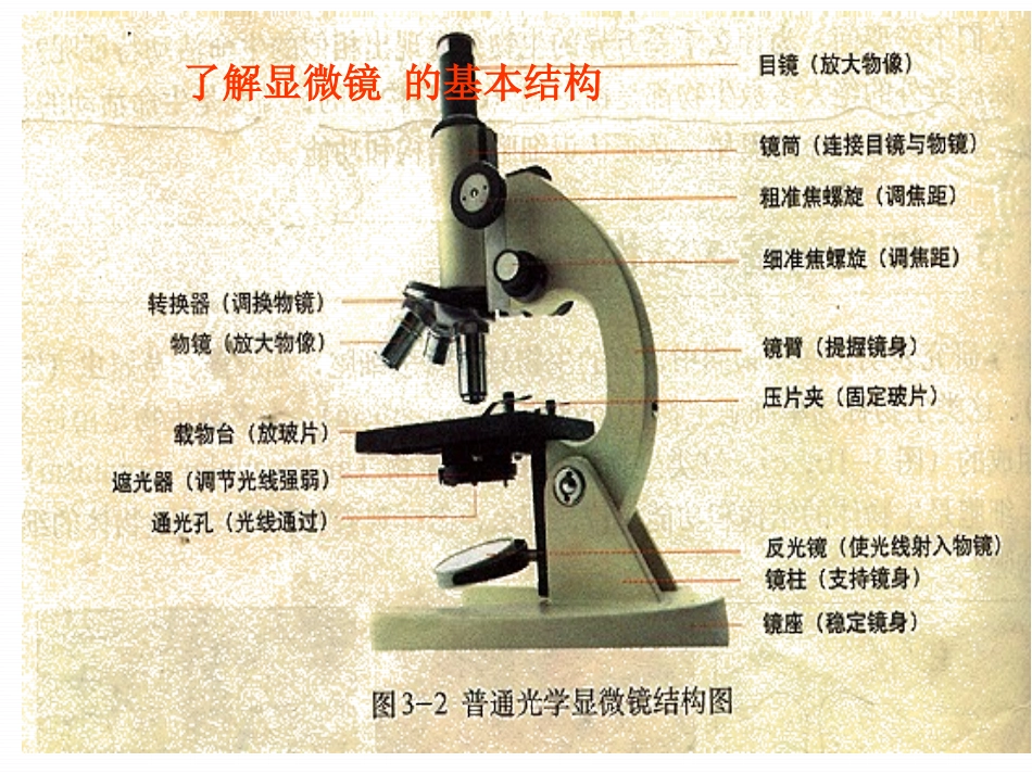 《探索生命的器具》PPT课件[苏教版七年级生物上册]_第3页