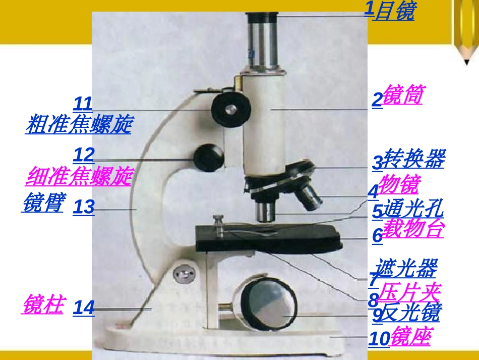 《探索生命的方法》PPT课件[苏教版七年级生物上册]_第2页