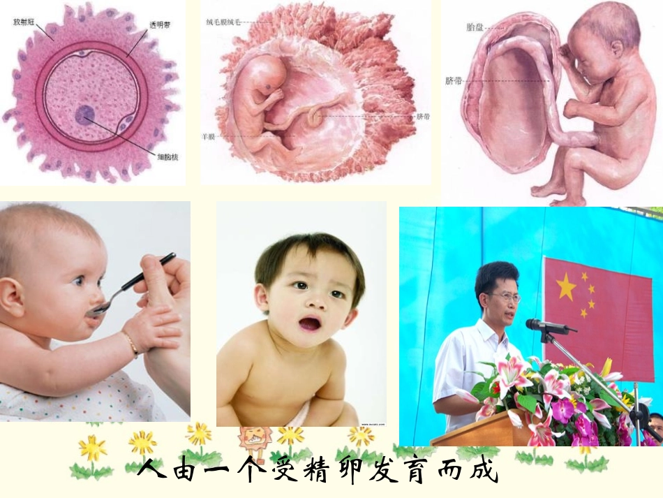 《细胞的分裂与分化》PPT课件[苏教版七年级生物上册]_第3页
