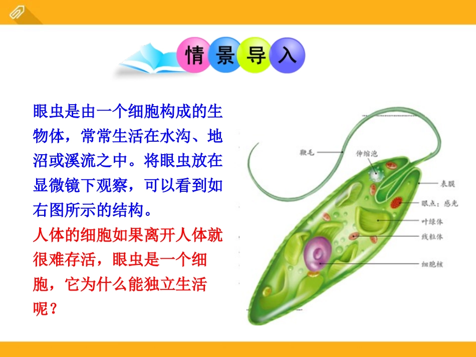 《单细胞生物》PPT课件[苏教版七年级生物上册]_第2页