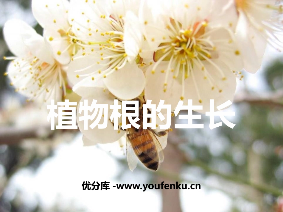 《植物根的生长》PPT课件[苏教版七年级生物上册]_第1页