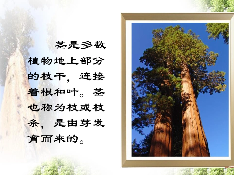 《植物茎的输导功能》PPT课件[苏教版七年级生物上册]_第3页