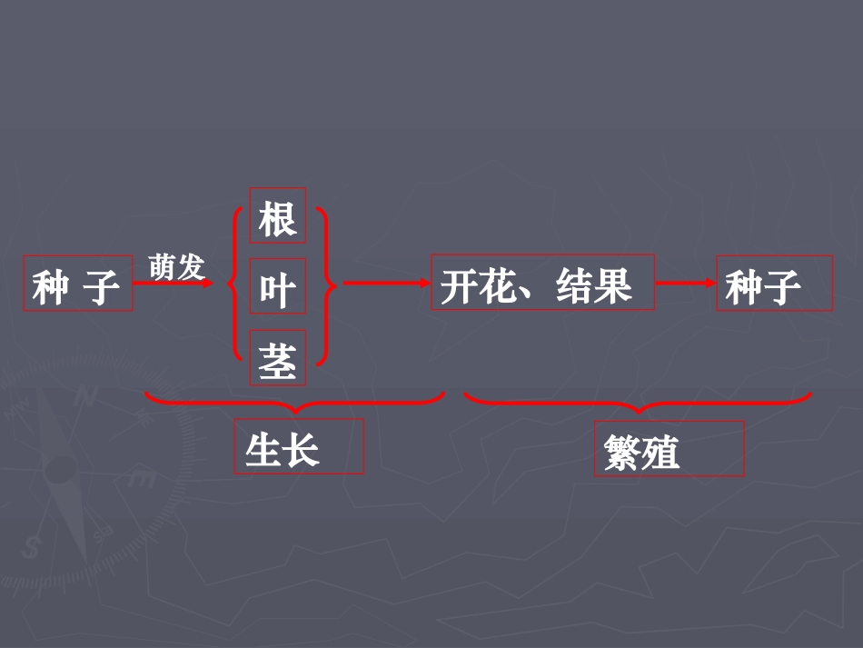 《植物的开花和结果》PPT课件[苏教版七年级生物上册]_第2页