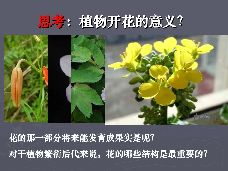 《植物的开花和结果》PPT课件[苏教版七年级生物上册]_第3页