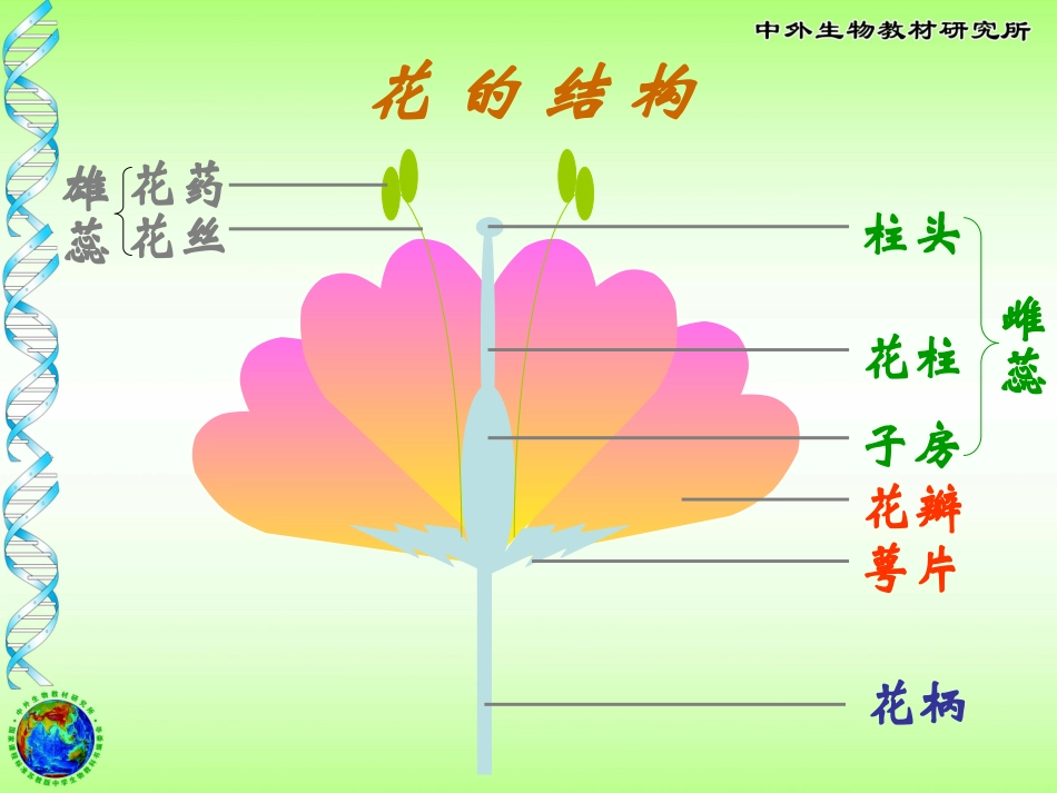 《植物的开花和结果》PPT课件[苏教版七年级生物上册]_第2页