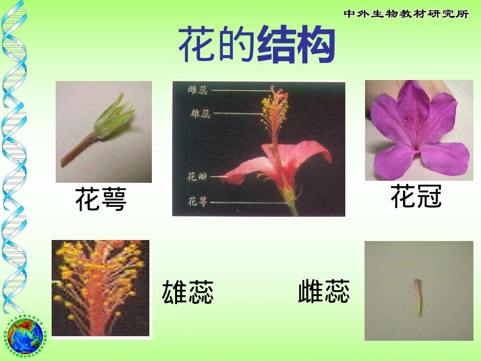《植物的开花和结果》PPT课件[苏教版七年级生物上册]_第3页